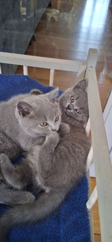 British Shorthair kittens for sale in Maldon, Essex – 9 weeks old - Image 6 of 8