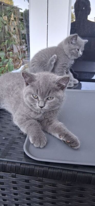 British Shorthair kittens for sale in Maldon, Essex – 9 weeks old - Image 7 of 8