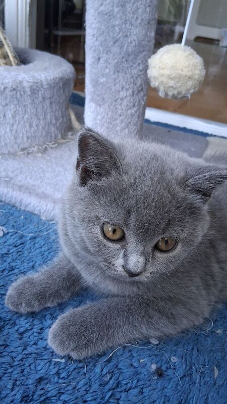 British Shorthair kittens for sale in Maldon, Essex – 9 weeks old - Image 8 of 8