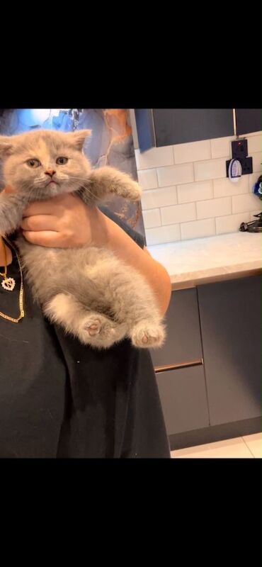 Beautiful British Shorthair Kittens – Blue Cream Tortie Active and GCCF Registered - Image 2 of 2