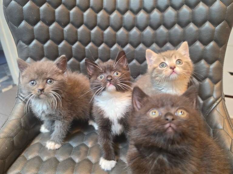 British Shorthair Kittens For Sale Under £300