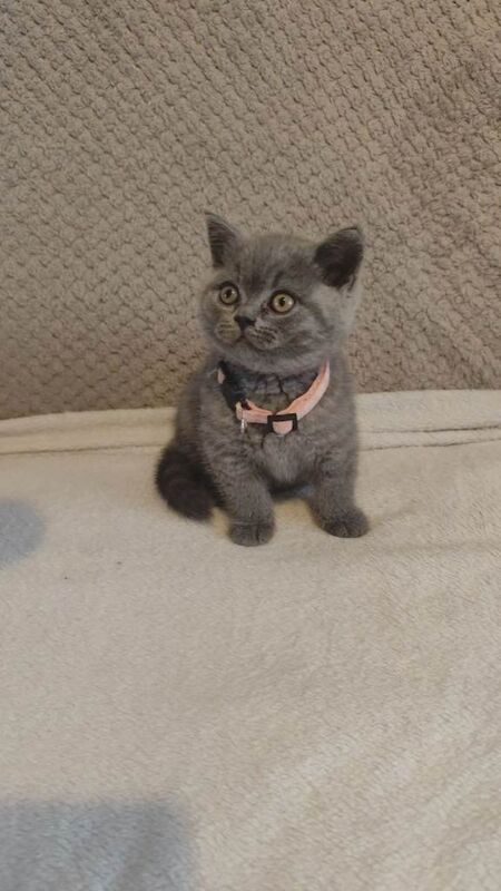 Beautiful British Shorthair Kittens – GCCF Reg - Image 2 of 4