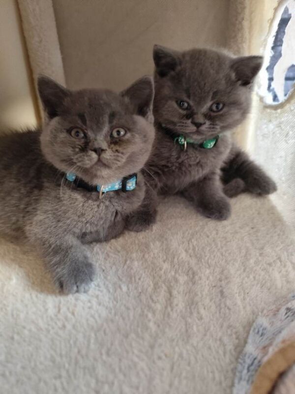 Beautiful British Shorthair Kittens – GCCF Reg - Image 3 of 4
