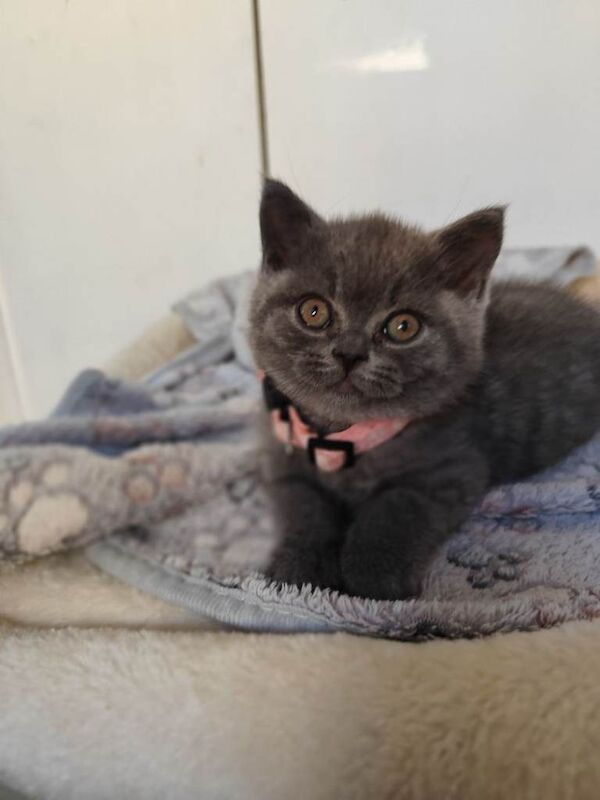 Beautiful British Shorthair Kittens – GCCF Reg - Image 4 of 4