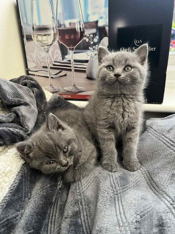 British Shorthair kittens for sale in London – 6 weeks old