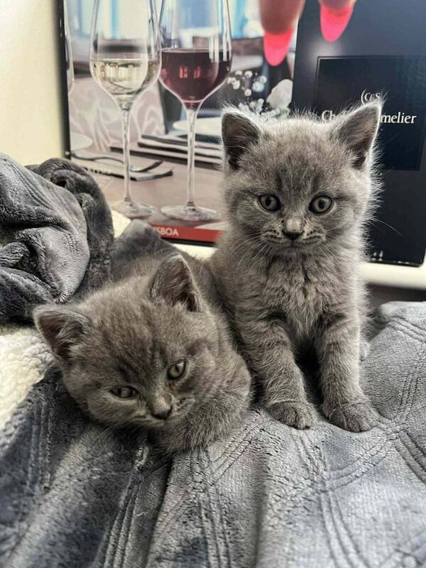 British Shorthair kittens for sale in London – 6 weeks old - Image 2 of 3