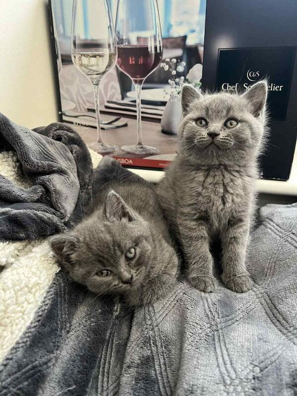 British Shorthair kittens for sale in London – 6 weeks old - Image 3 of 3