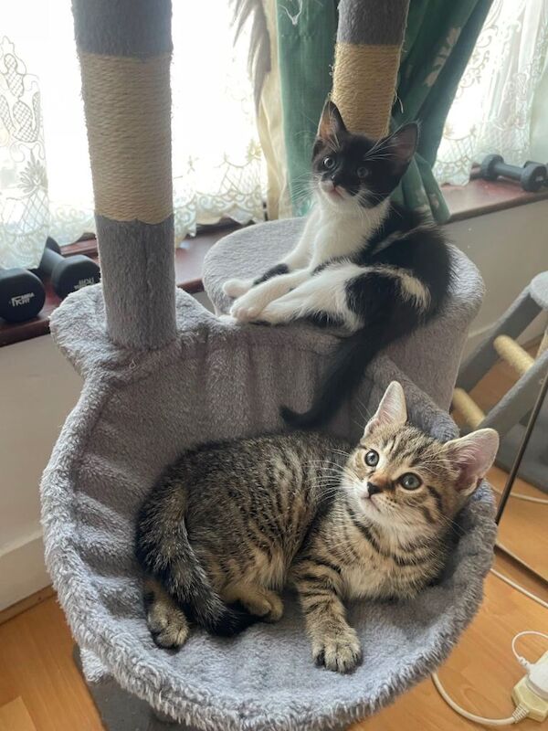 Beautiful British Shorthair Kittens Looking for Loving Homes