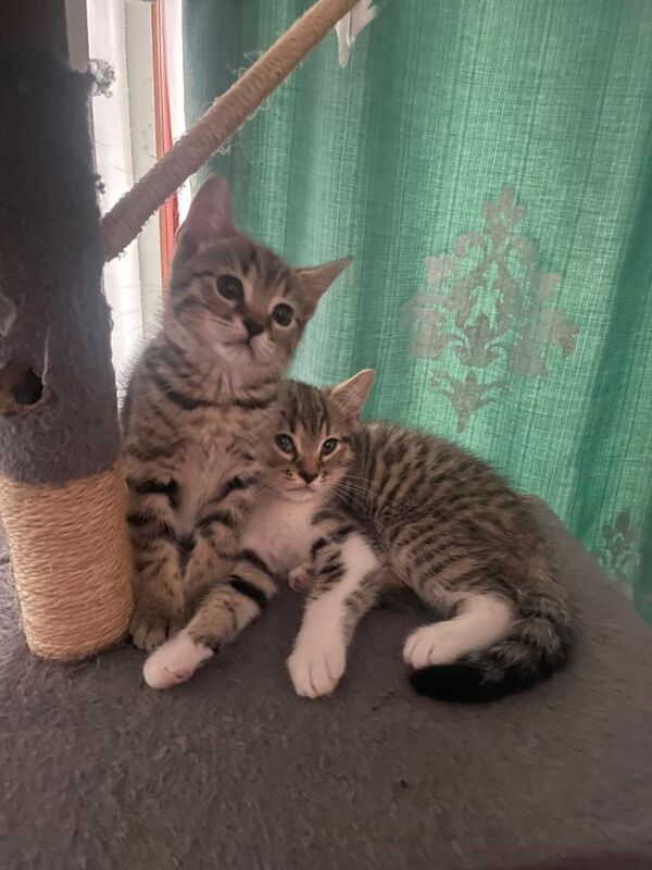 Beautiful British Shorthair Kittens Looking for Loving Homes - Image 2 of 4