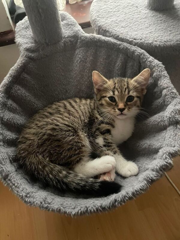 Beautiful British Shorthair Kittens Looking for Loving Homes - Image 3 of 4