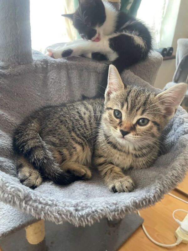 Beautiful British Shorthair Kittens Looking for Loving Homes - Image 4 of 4