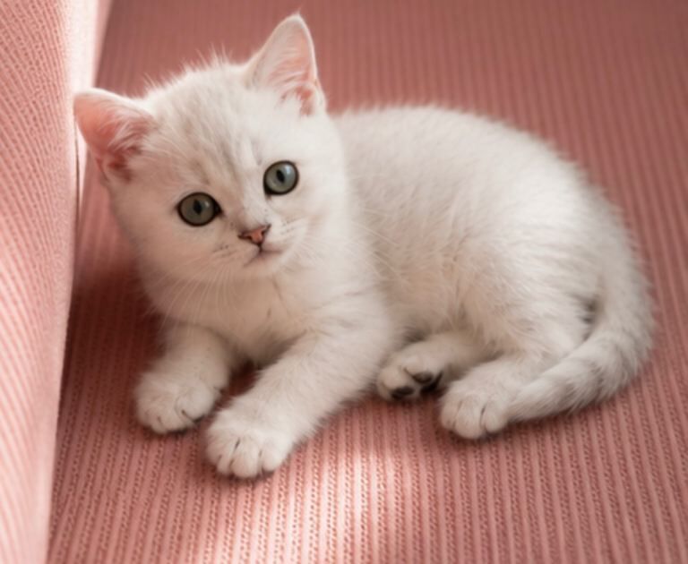 Beautiful British Shorthair Kittens Looking for Their Forever Homes