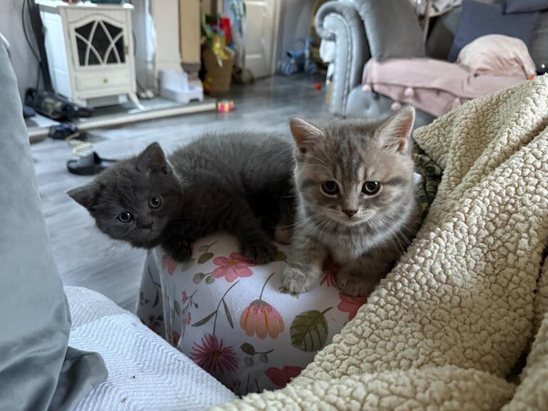 Beautiful British shorthair kittens ready now for sale in Farnworth, Greater Manchester