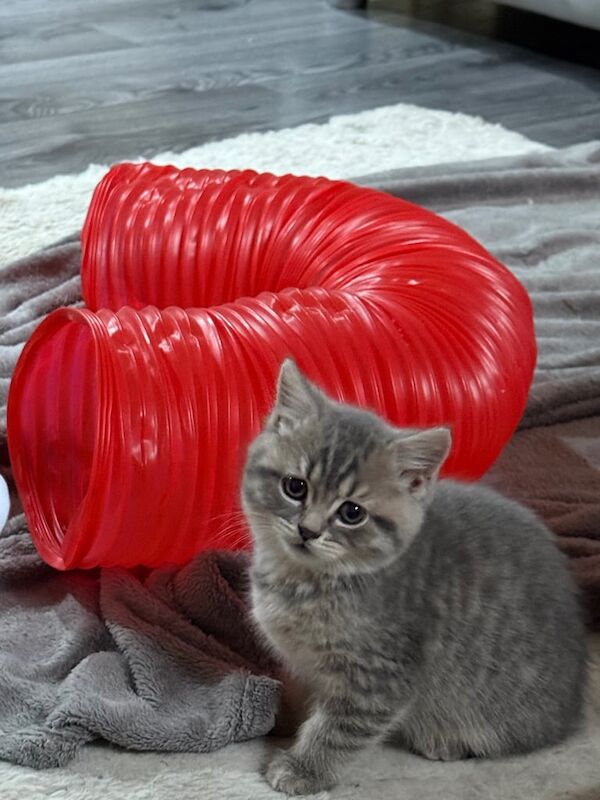 British Shorthair kittens for sale in Farnworth, Greater Manchester – 9 months old - Image 2 of 3