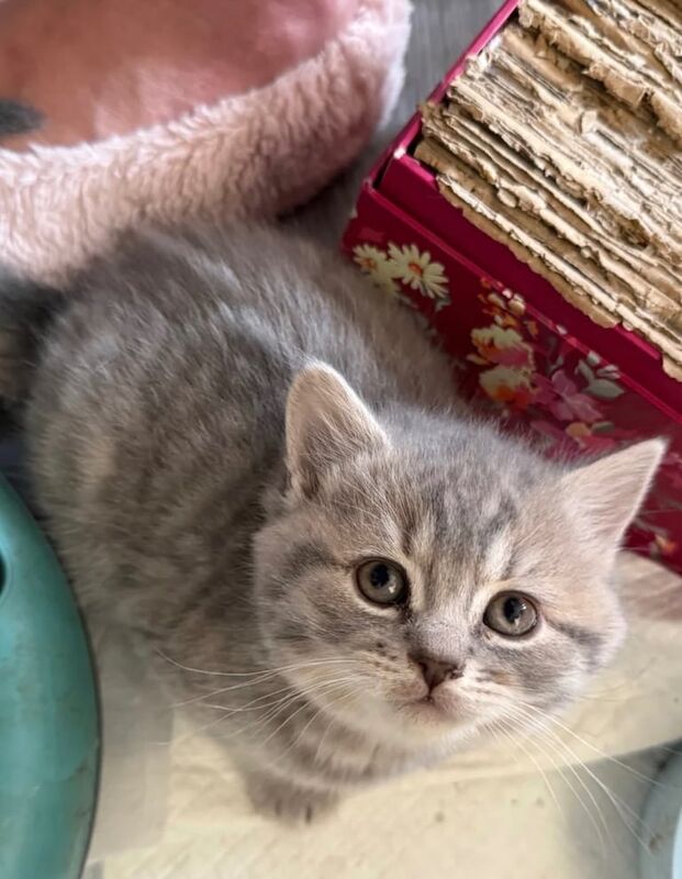 British Shorthair kittens for sale in Farnworth, Greater Manchester – 9 months old - Image 3 of 3