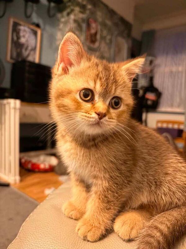 Beautiful British Shorthair Kittens - Various colours