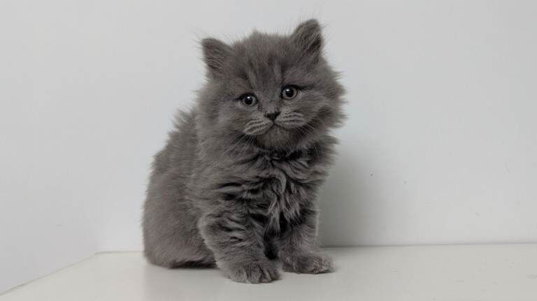 Beautiful British Shorthair/Longhair Kittens - Image 2 of 3