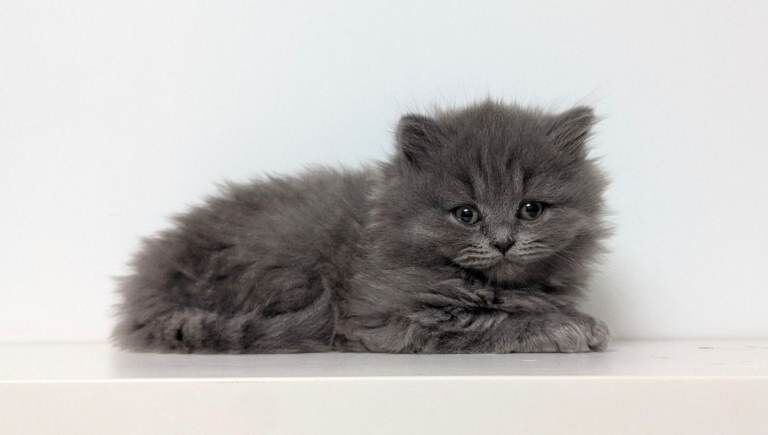 Beautiful British Shorthair/Longhair Kittens - Image 3 of 3