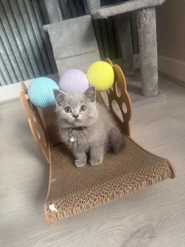 Beautiful British shorthair/longhair kittens looking for theirs forever homes