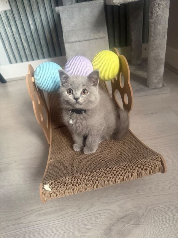 Beautiful British shorthair/longhair kittens looking for theirs forever homes - Image 2 of 6
