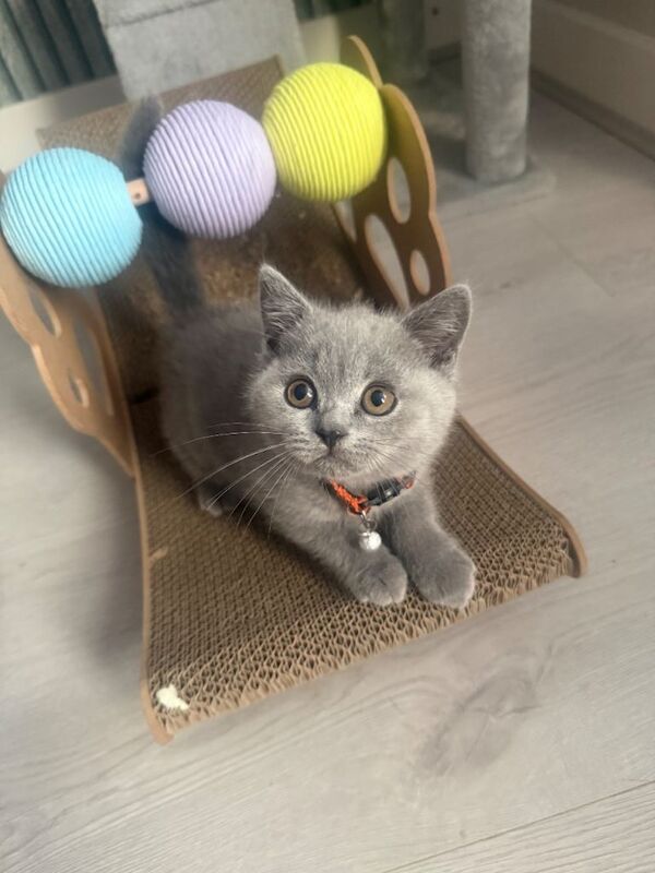 Beautiful British shorthair/longhair kittens looking for theirs forever homes - Image 3 of 6