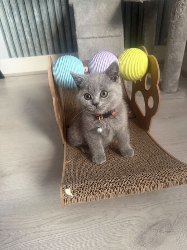 Beautiful British shorthair/longhair kittens looking for theirs forever homes - Image 4 of 6