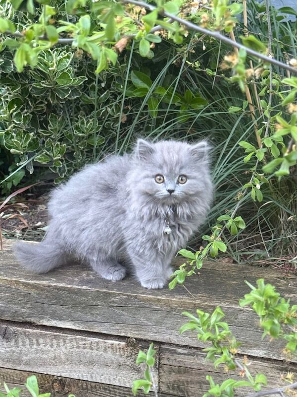 Beautiful British shorthair/longhair kittens looking for theirs forever homes - Image 5 of 6