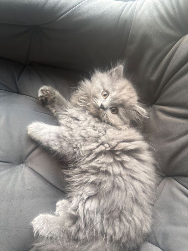 Beautiful British shorthair/longhair kittens looking for theirs forever homes - Image 6 of 6