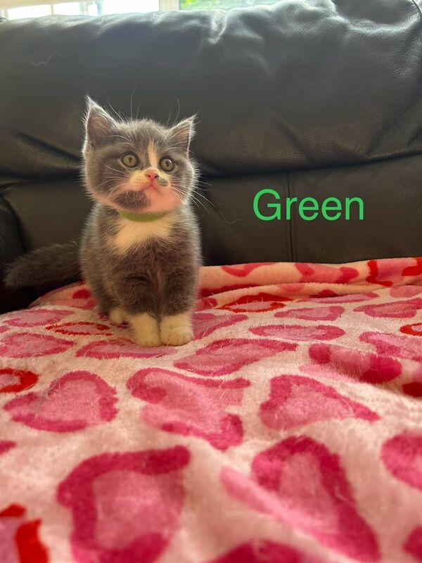 British Shorthair kittens for sale in Uxbridge, Greater London – 8 weeks old