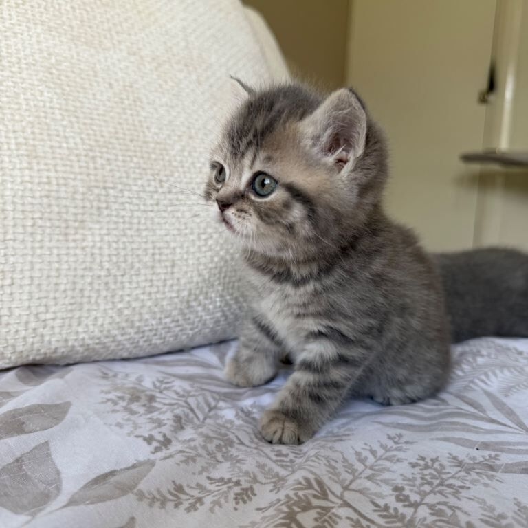 British Shorthair Kittens For Sale