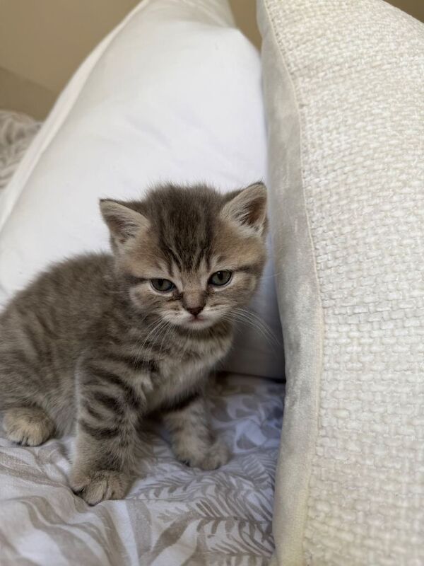 Beautiful British x scotish straights girls️ - Image 4 of 5