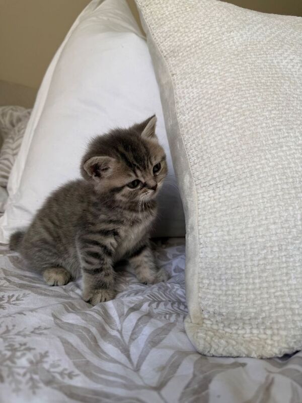 Beautiful British x scotish straights girls️ - Image 5 of 5