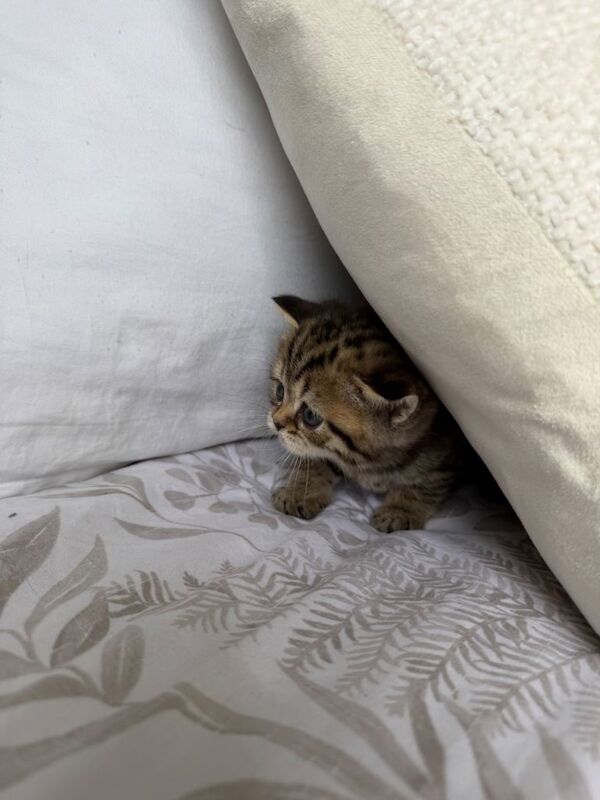 Beautiful British x Scottish straight kittens - Image 2 of 6