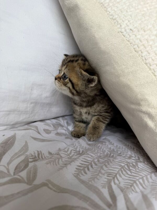 Beautiful British x Scottish straight kittens - Image 3 of 6