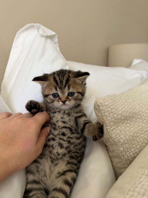 Beautiful British x Scottish straight kittens - Image 4 of 6