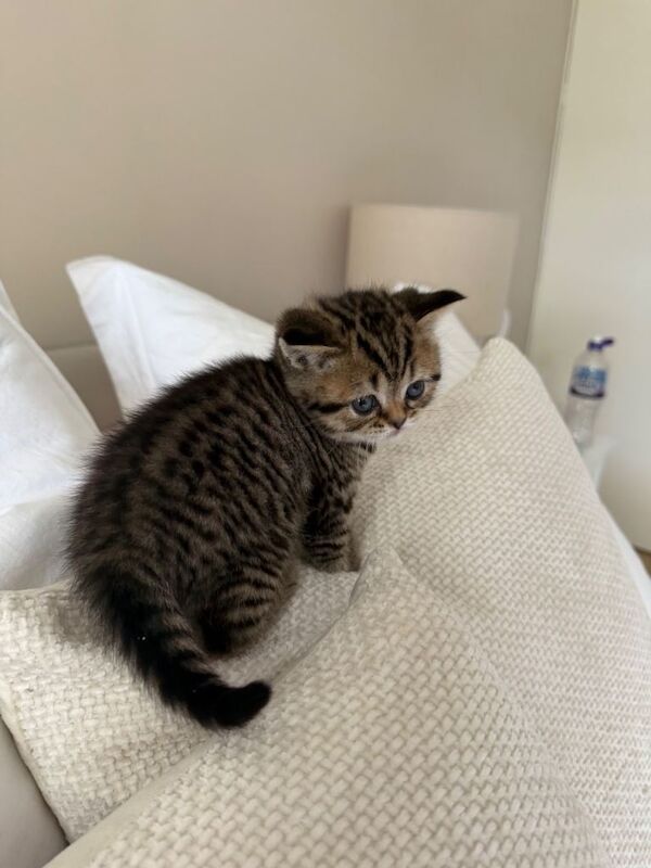 Beautiful British x Scottish straight kittens - Image 5 of 6