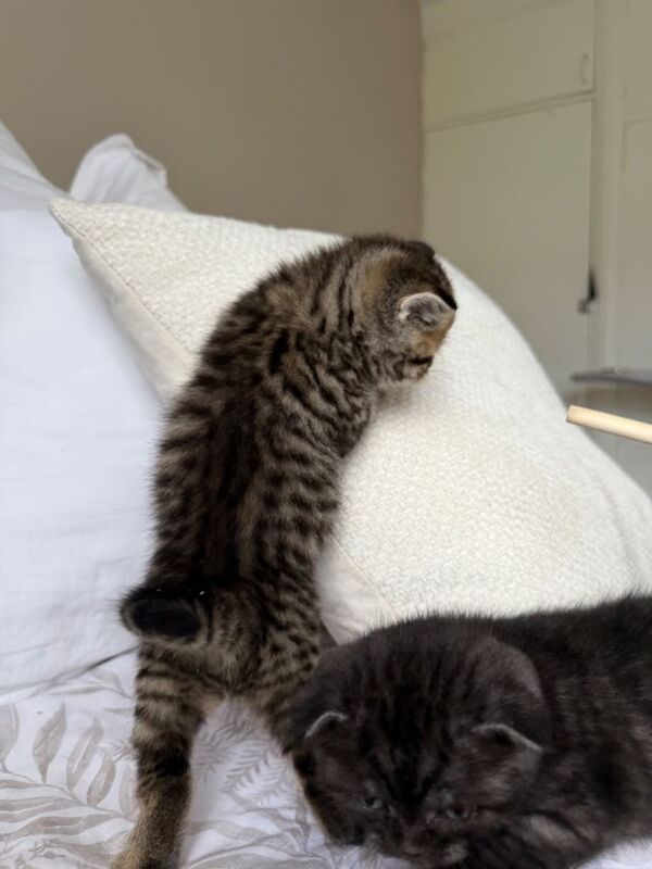 Beautiful British x Scottish straight kittens - Image 6 of 6