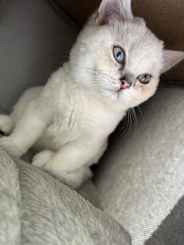 Beautiful Brtishshort Hair Kitten 4-month-old kitten looking for a loving home - Image 2 of 5