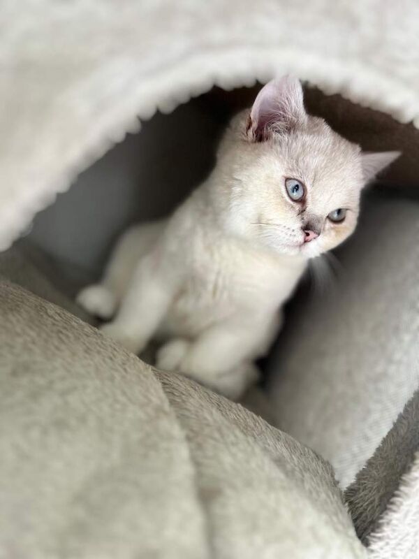 Beautiful Brtishshort Hair Kitten 4-month-old kitten looking for a loving home - Image 3 of 5