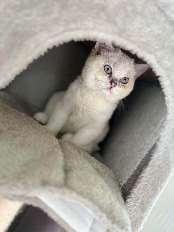 Beautiful Brtishshort Hair Kitten 4-month-old kitten looking for a loving home - Image 4 of 5