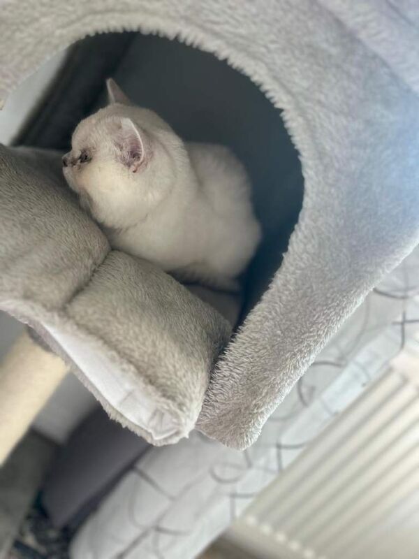 Beautiful Brtishshort Hair Kitten 4-month-old kitten looking for a loving home - Image 5 of 5