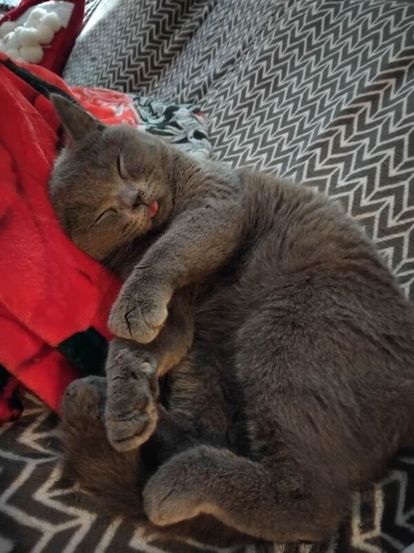 Beautiful bsh cat full pedigree