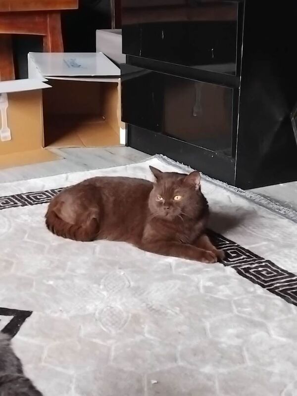 Beautiful bsh cat full pedigree - Image 2 of 2