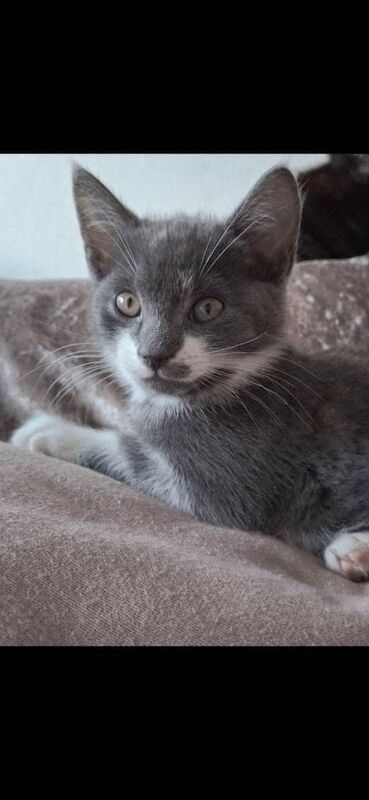 British Shorthair kittens for sale in Bredbury, Greater Manchester – 8 weeks old