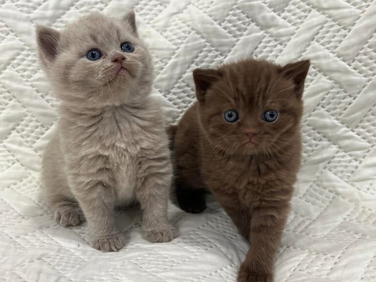 Beautiful BSH Kittens for sale in Eccles, Greater Manchester