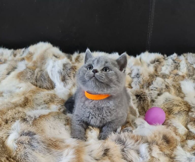 Beautiful BSH kittens for sale in Gainsborough, Lincolnshire | Image 2