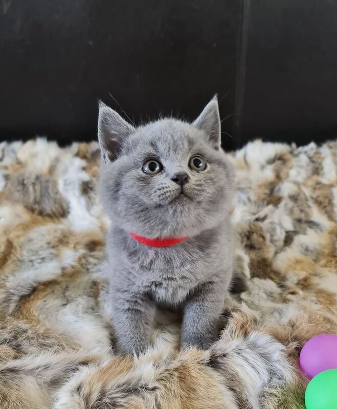 Beautiful BSH kittens for sale in Gainsborough, Lincolnshire | Image 3