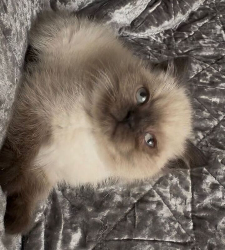 British Shorthair Kittens For Sale