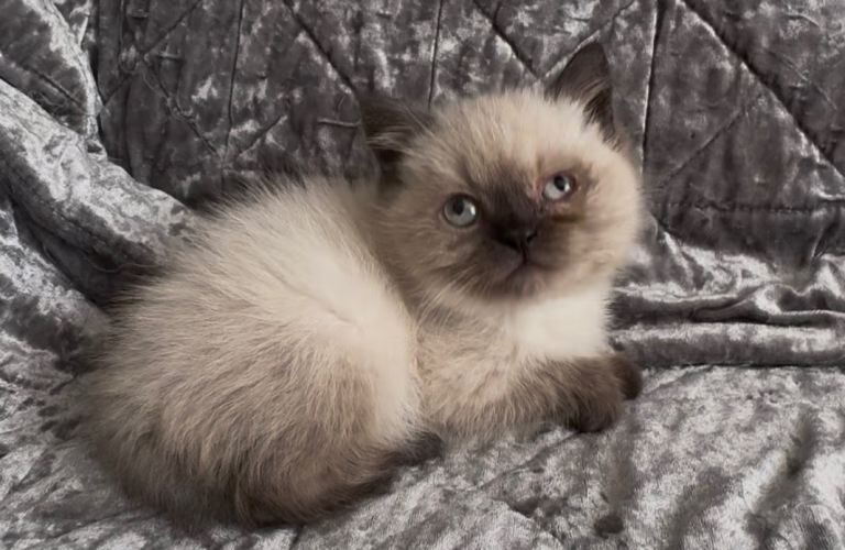 Beautiful bsh kittens looking for there forever homes - Image 2 of 4