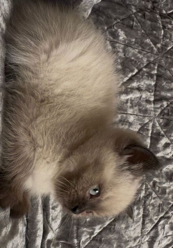 Beautiful bsh kittens looking for there forever homes - Image 3 of 4